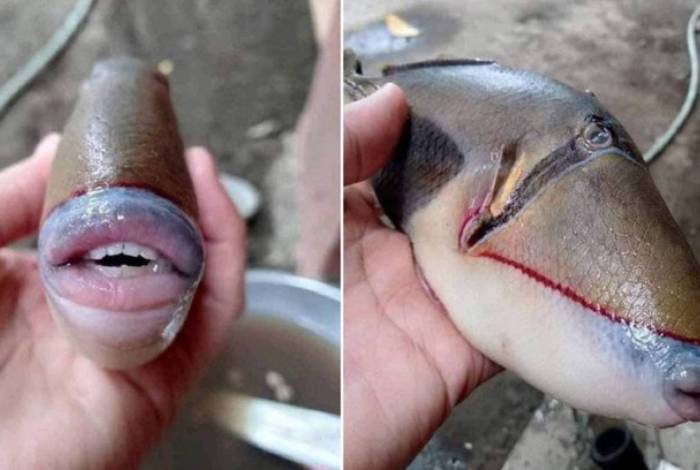 Peixe tem boca e dentes semelhantes a de um humano