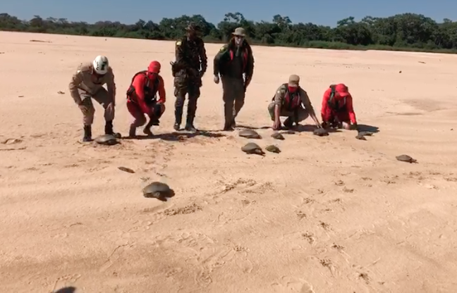 Fiscais soltam 12 quelônios que eram irregularmente transportados. Responsável foi multado em R$ 60 mil. Embarcação foi apreendida (Foto: Semad)