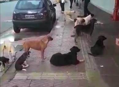 Cães de morador de rua preso por homicídio vão para abrigo