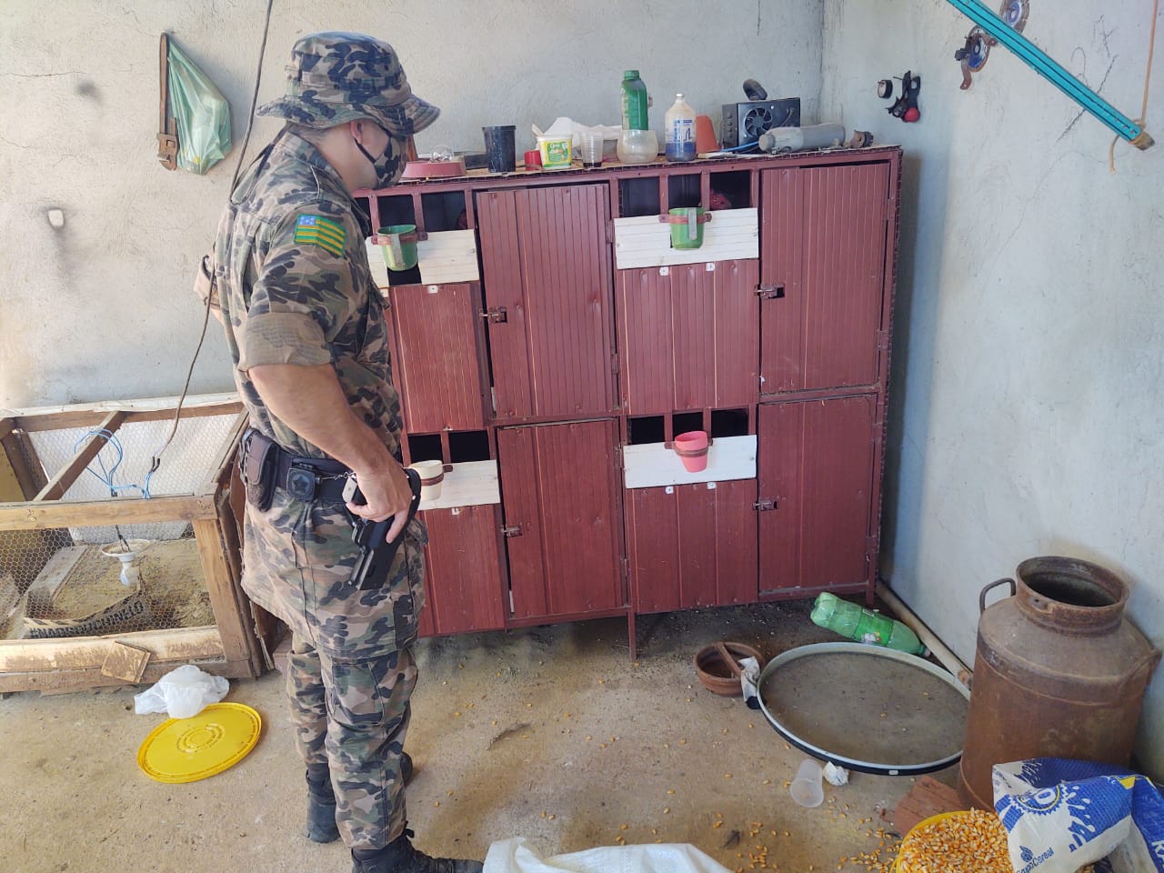 Polícia encontra 20 galos submetidos a maus-tratos