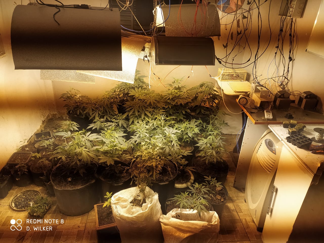 Estufa com cultivo de maconha