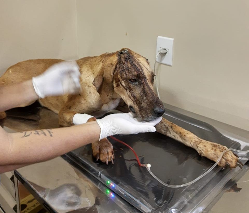 Autor de disparo contra cachorro, em Caturaí, é preso em flagrante