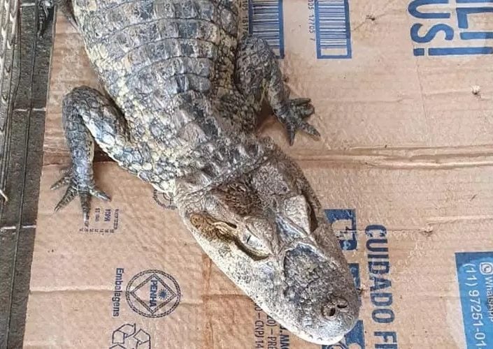 Homem criava jacaré em casa em Novo Gama