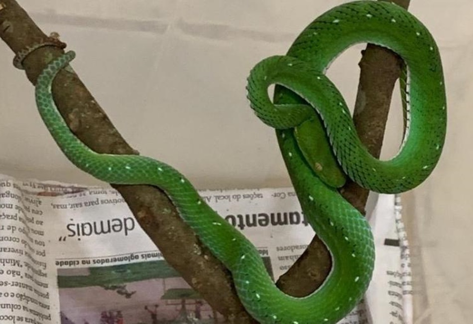 Sem soro no país, serpente corre risco de ser sacrificada no DF