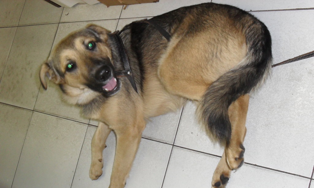 covid-19 Cachorro infectado pelo coronavírus é sacrificado nos EUA