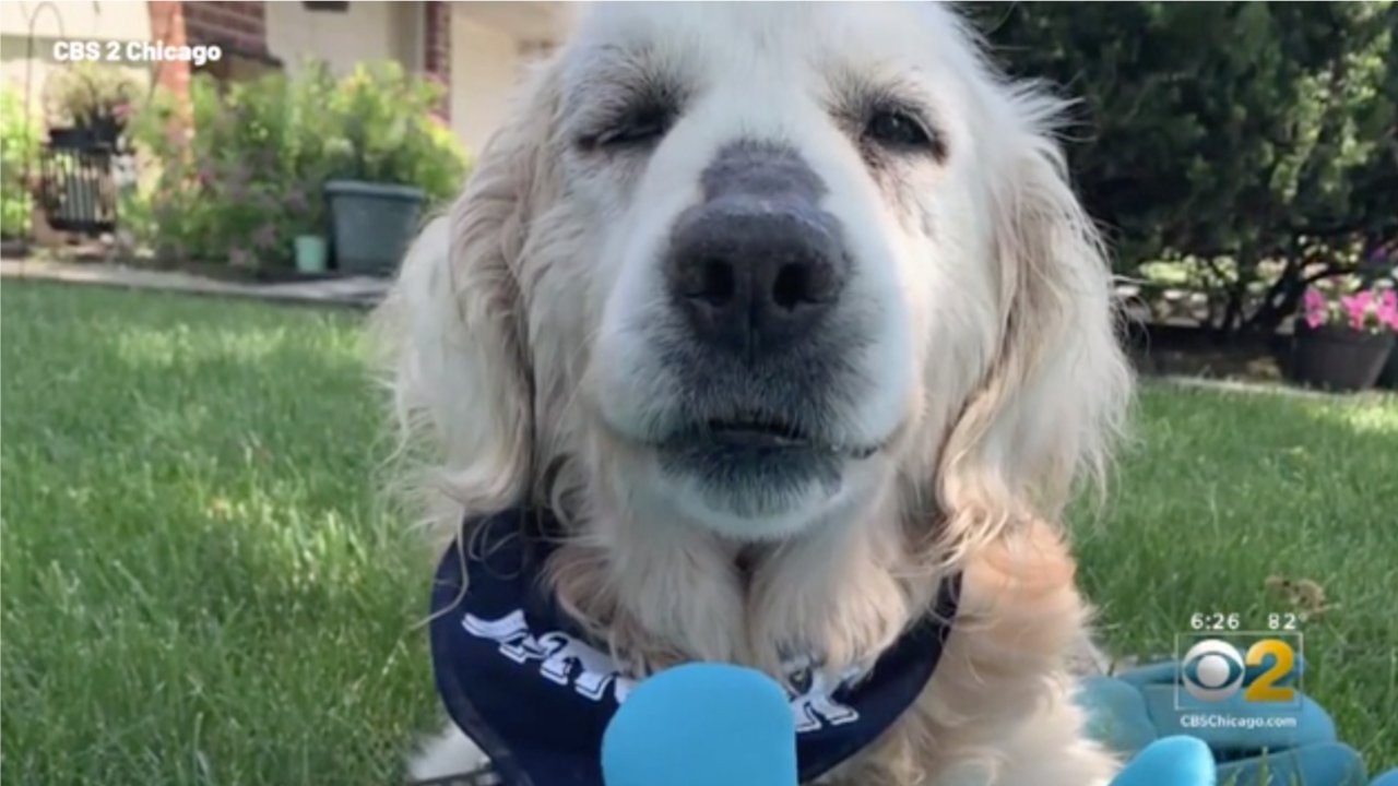 Cachorro golden retriever é abandonado por ter câncer terminal, mas história tem reviravolta