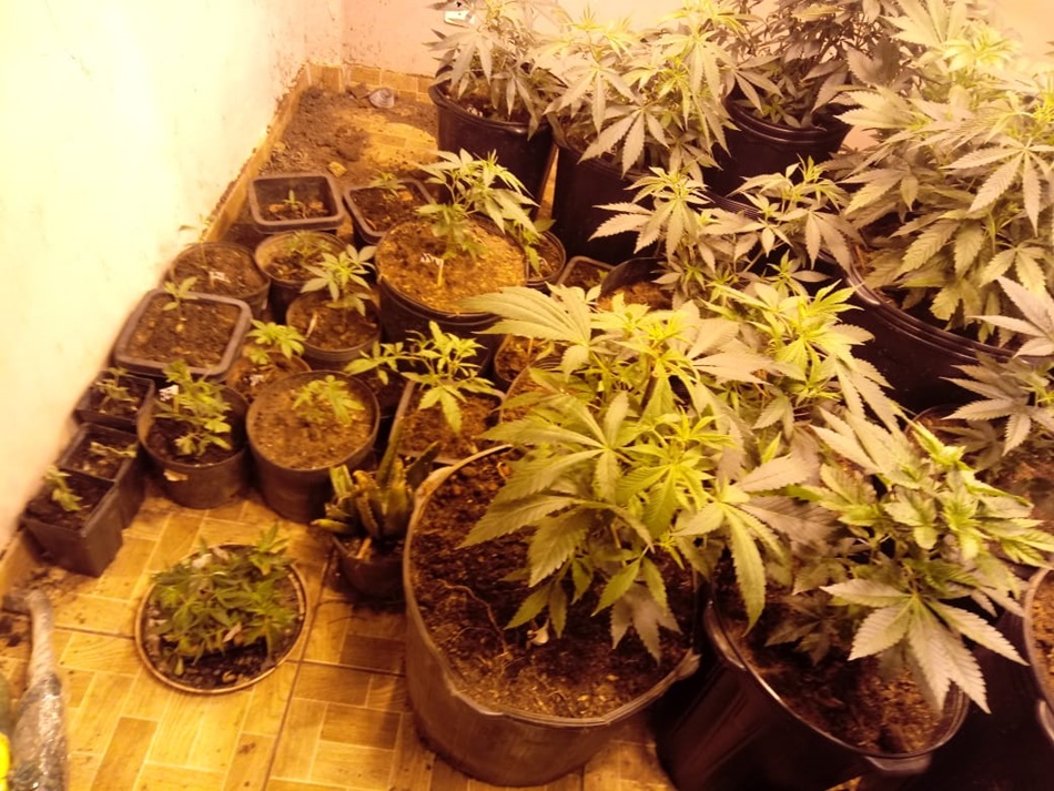 PM encontra local com cultivo de maconha no Entorno do DF, em Goiás