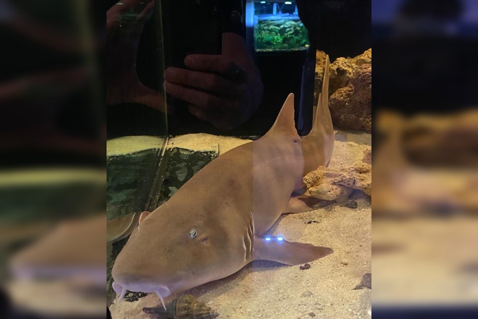 A Polícia Civil do Distrito Federal localizou, na tarde desta sexta-feira (10), um tubarão em um criadouro clandestino de animais exóticos. (Foto: divulgação)