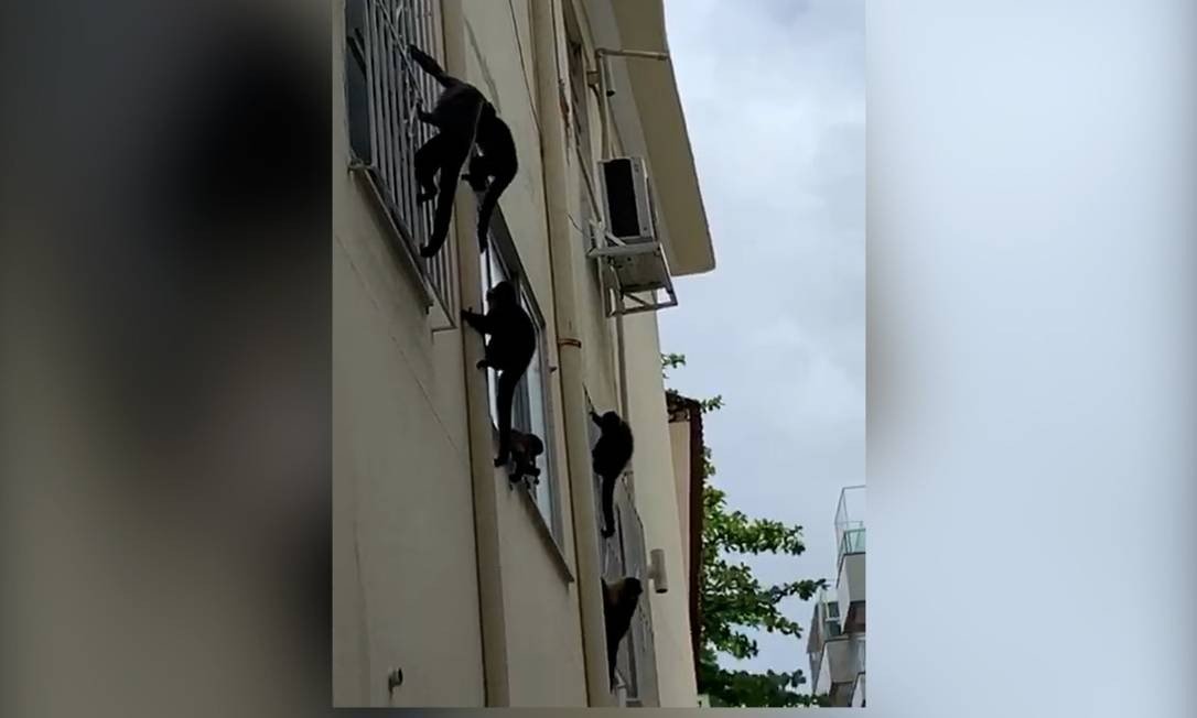 Um grupo de macacos-prego virou o centro das atenções nesta sexta-feira durante "arrastão" em prédio no Jardim Botânico, Rio de Janeiro. (Foto: reprodução)