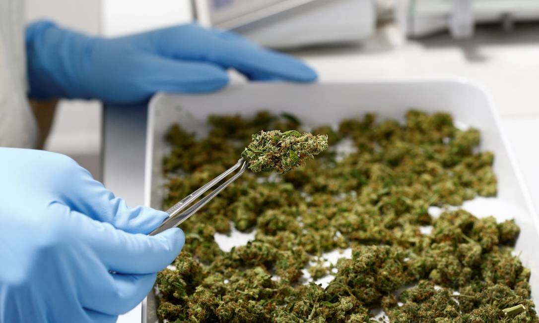 Justiça Federal concedeu autorização para uma associação realizar o plantio e cultivo da maconha para fins medicinais no Rio de Janeiro. (Foto: Reuters)