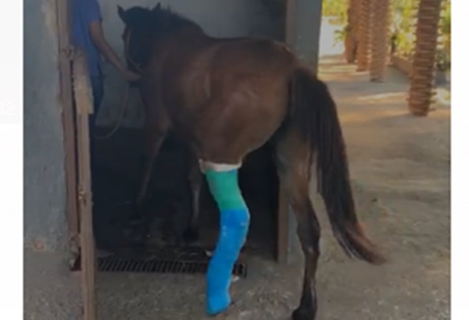 (Foto: Divulgação)