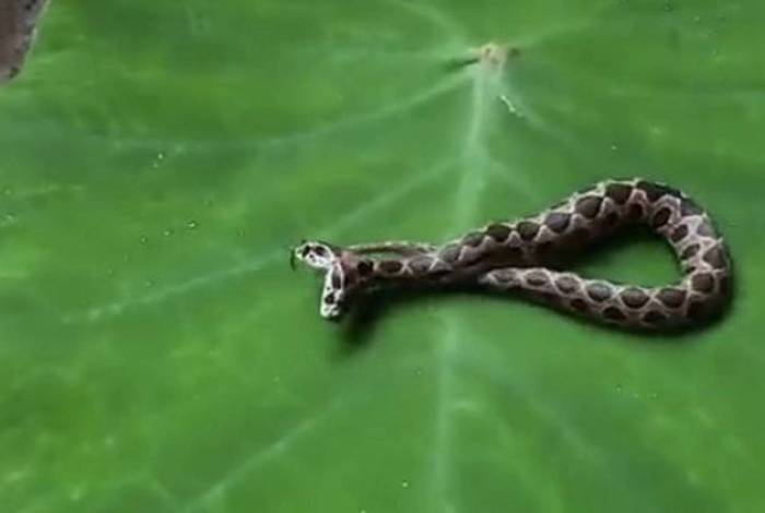 Indiano encontra cobra de duas cabeças muito venenosa