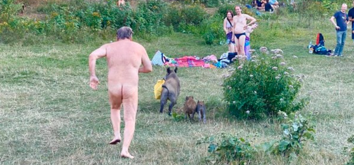 Javali foi perseguido pelo dono do notebook — Foto: Adele Landauer/Facebook