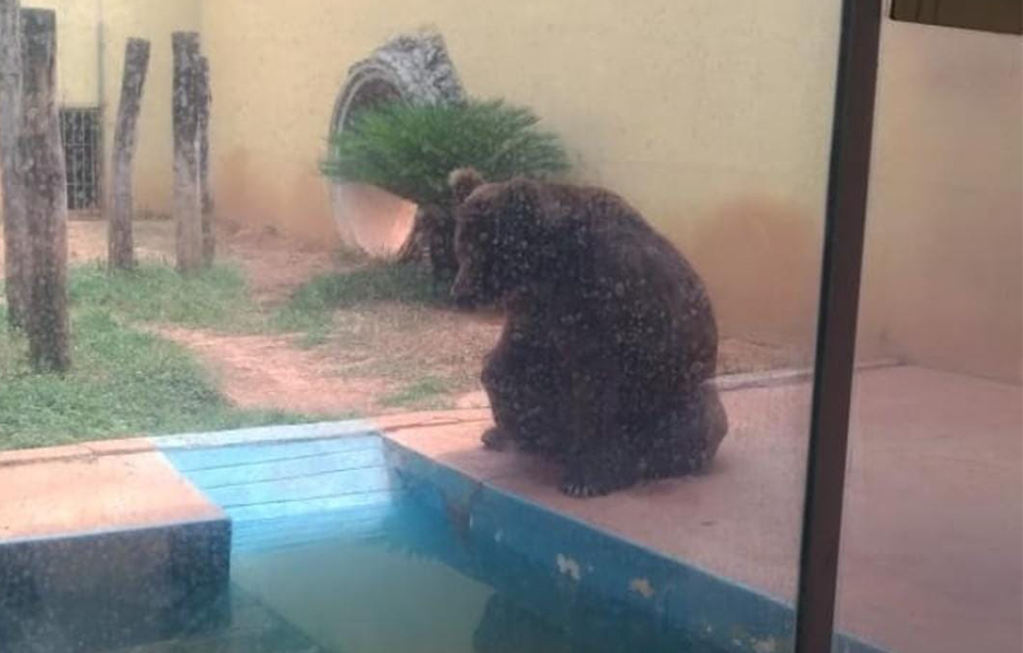 Urso Robinho no Zoológico de Goiânia. (Foto: Reprodução)