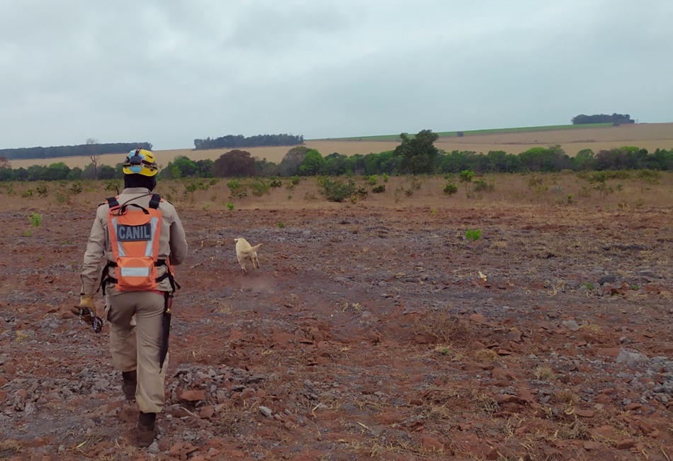 (Foto: Divulgação/Bombeiros)