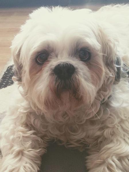 Um cão da raça shitzu pode ser o primeiro bicho beneficiado em ação por danos morais após sofrer prejuízos físicos e psicológicos em um pet shop. (Foto: reprodução)