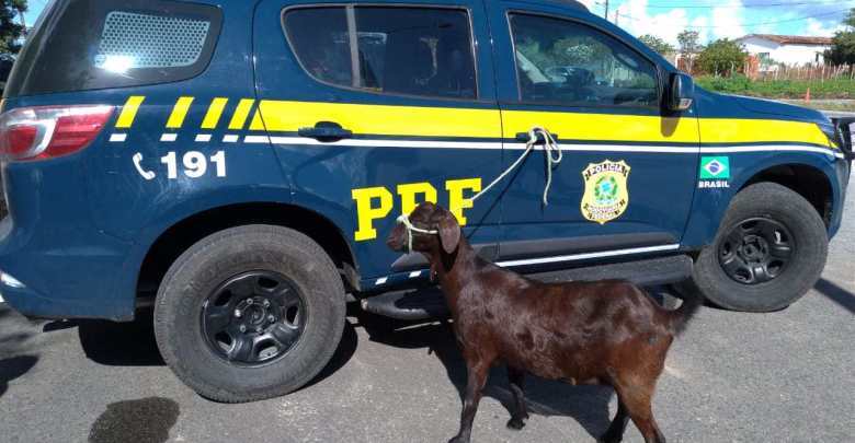 Foto: Polícia Rodoviária Federal da Paraíba