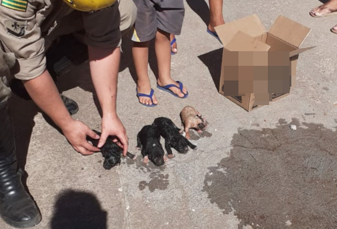 Todos os filhotes foram resgatados com vida (Foto: divulgação/Bombeiros)