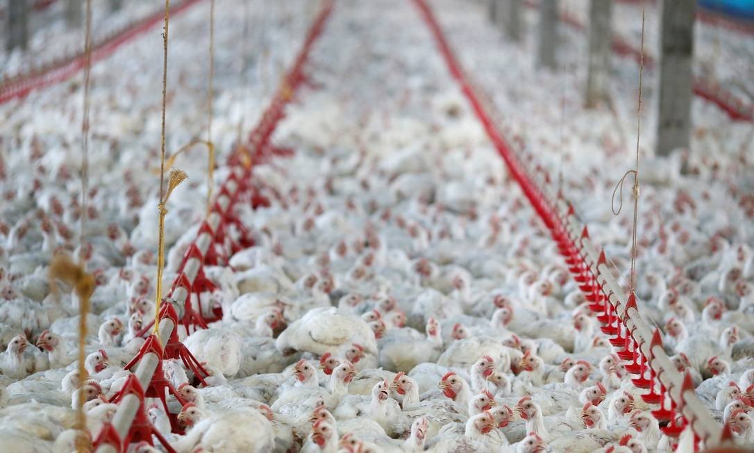 Amostras contaminadas foram retiradas da superfície da carga de asas de frango congeladas vindas do Brasil (Foto: RODOLFO BUHRER / Reuters)