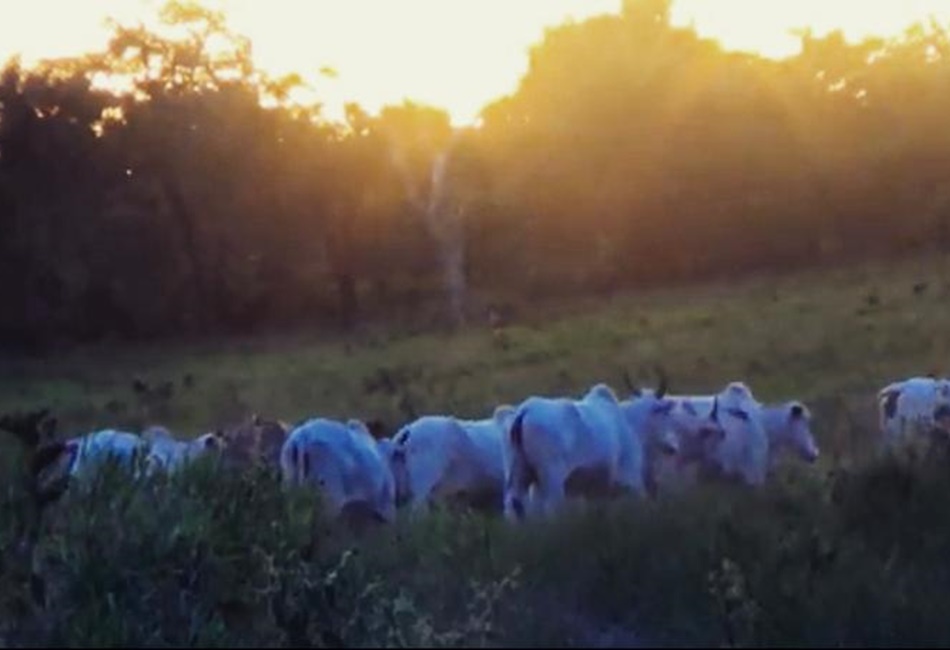 Polícia recupera gado avaliado em R$ 50 mil, na zona rural de Cristalina