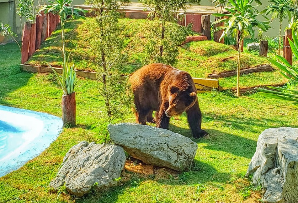 Após a Justiça ter concedido uma liminar que previa a transferência do urso Robinho do Zoológico de Goiânia para o Santuário Rancho dos Gnomos, em Joanópolis, no Estado de São Paulo, a prefeitura providenciou uma nova jaula para o animal.
