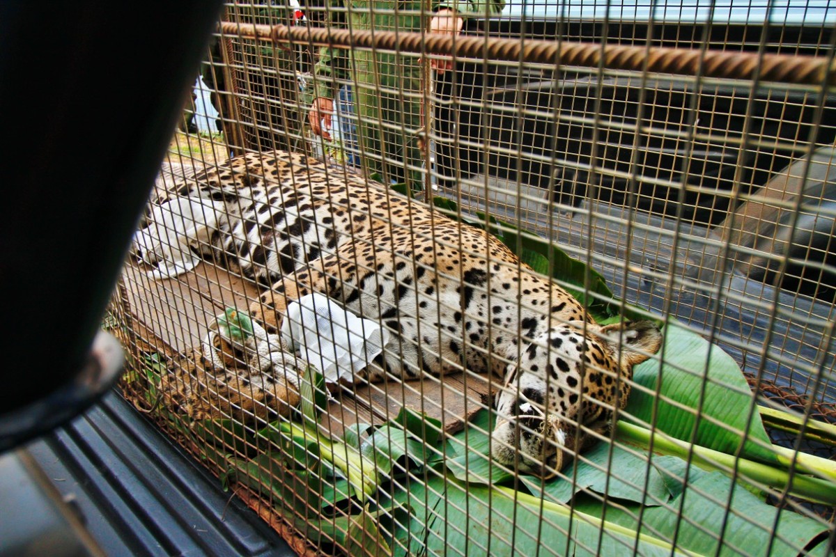 Onça-pintada ferida em incêndio recebe primeira aplicação de células-troncoPantanal de Mato Grosso teve queimaduras gravíssimas — Foto: Willian Gomes / Secomm UFMT