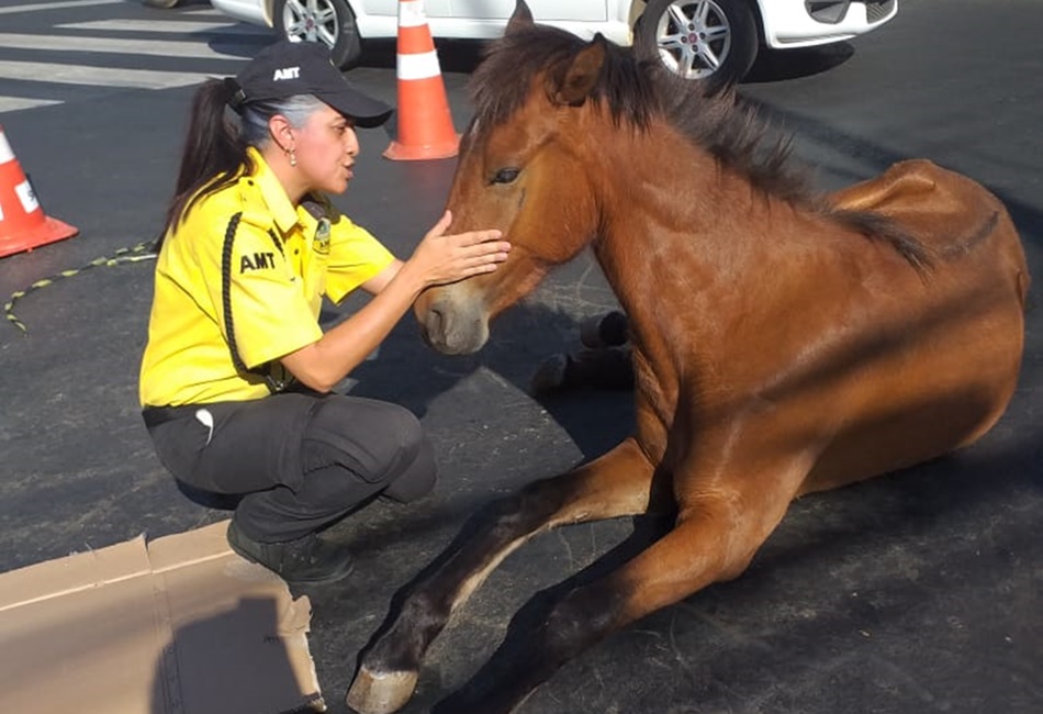 Agente da SMT fica ao lado de égua atropelada por cerca de três horas