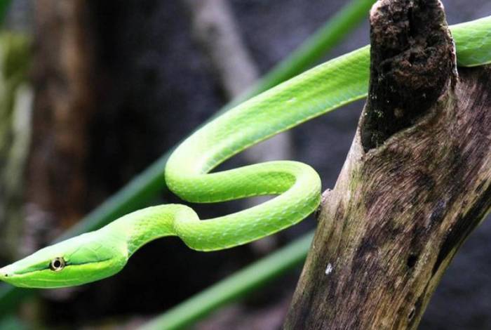 Cobra pica oito vezes o mesmo adolescente em um mês