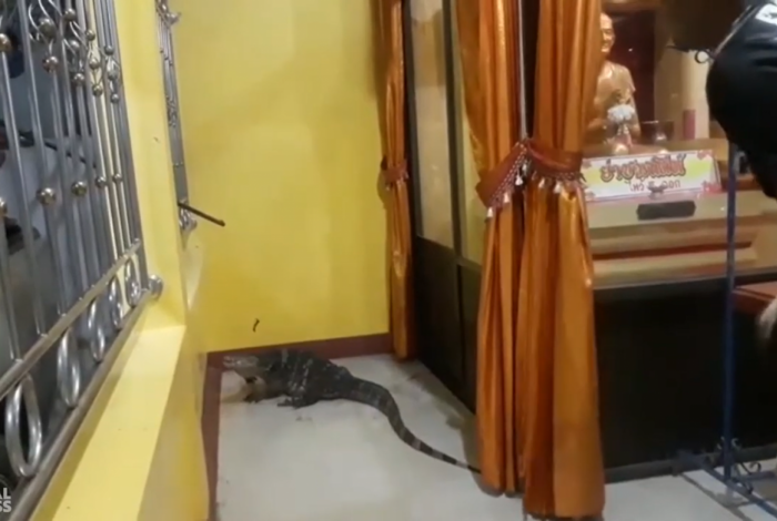 Grande lagarto entra em templo budista e assusta monges