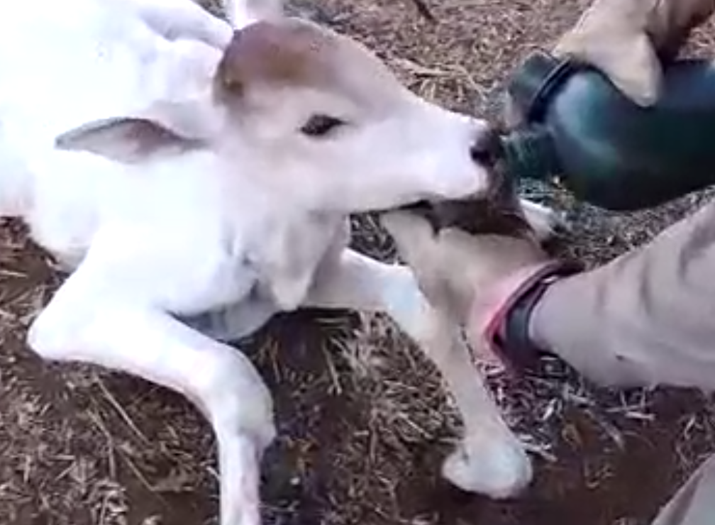 Bombeiros resgatam bezerro em área de queimada, em Goiatuba; veja