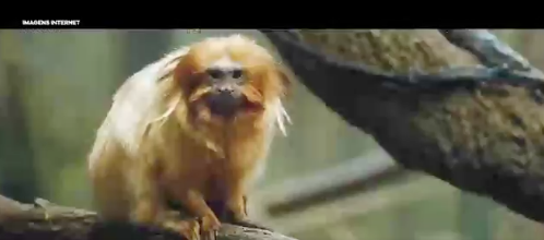 Mico-leão-dourado, endêmico da Mata Atlântica, em campanha para defender que a floresta Amazônica não está queimando Foto: Reprodução 