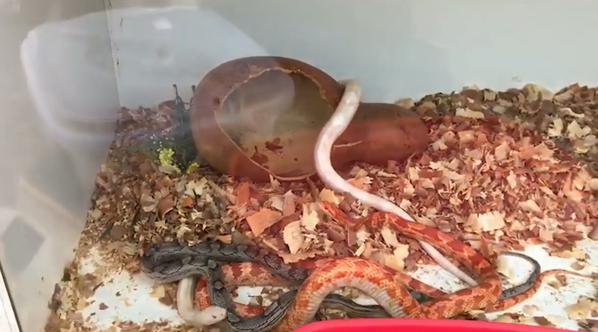 Foram encontradas pela polícia 15 serpentes exóticas (Foto: Reprodução Folhapress)