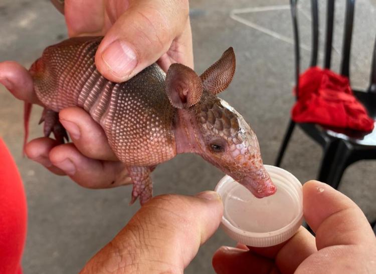 Em Goiânia, homem resgata filhote de tatu-galinha