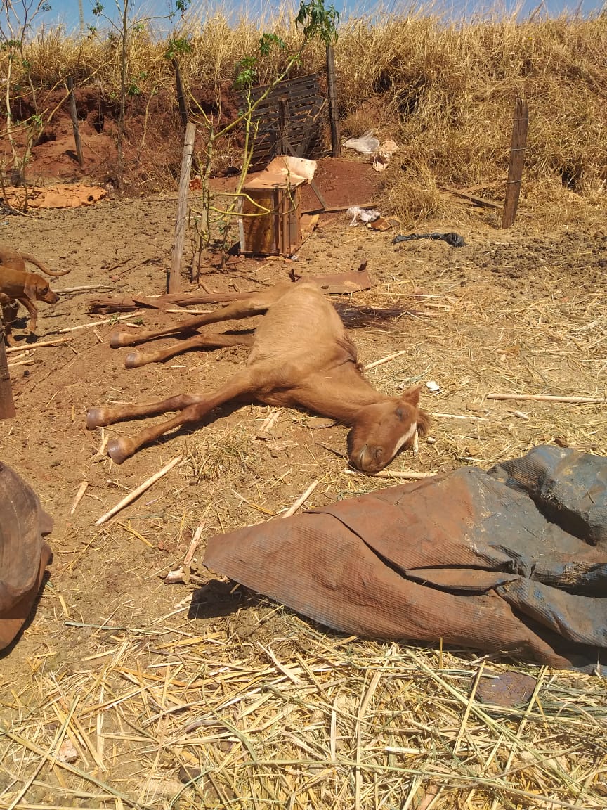 11 cavalos são resgatados em condições de maus-tratos em Piracanjuba