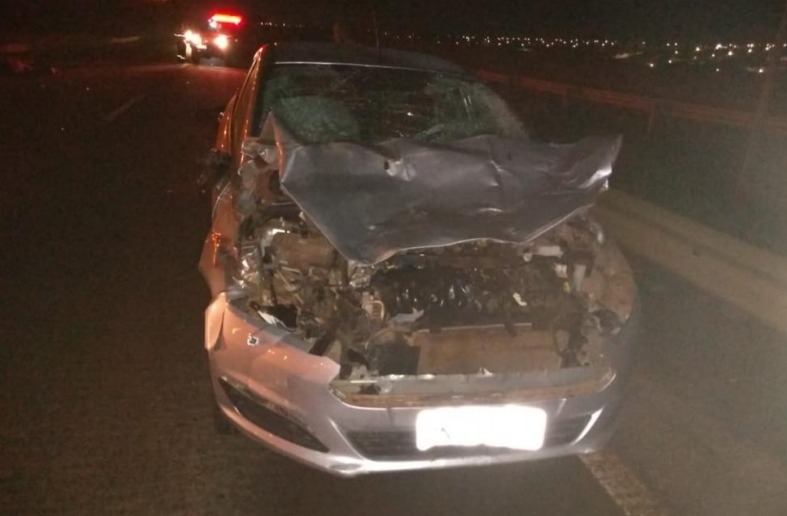 Dois cavalos morrem atropelados em acidente na BR-153, em Anápolis