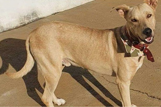 Homem diz que matou cachorro a tiros em Anápolis 'para se defender'; vídeo