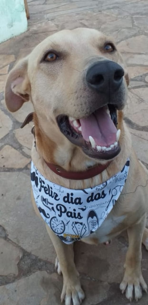 Homem diz que matou cachorro a tiros em Anápolis 'para se defender'; vídeo