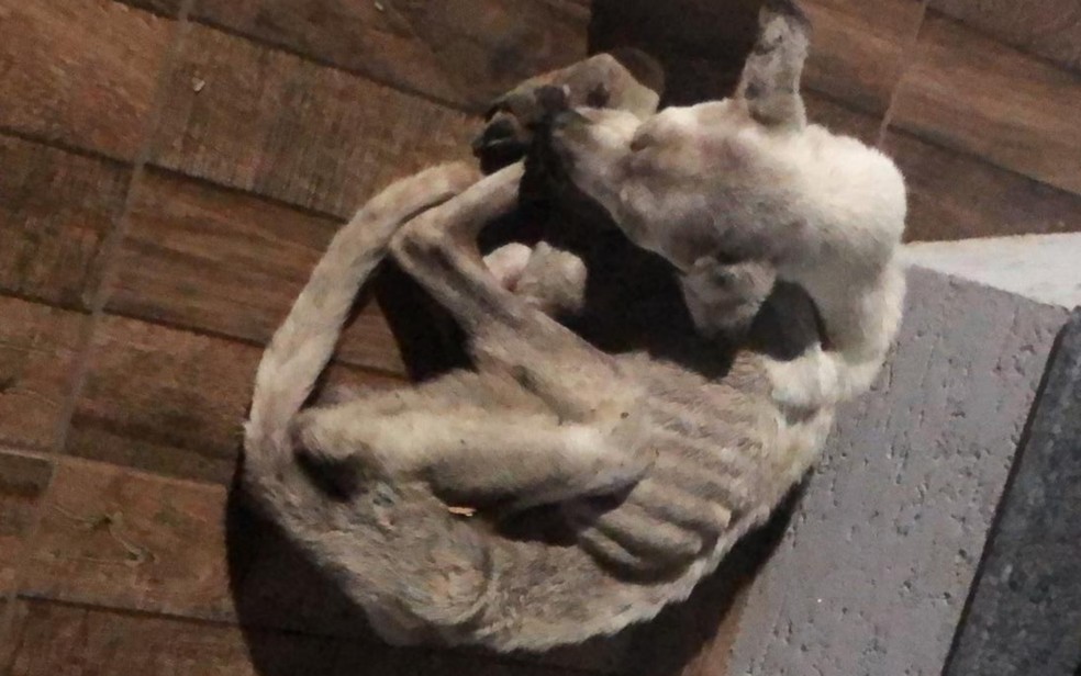 A Polícia Militar (PM) encontrou três cães em situação de abandono, desnutrição e maus-tratos em uma residência, em Caldas Novas. (Foto: divulgação/PM)