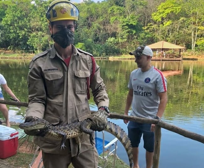 Bombeiros resgatam jacaré em condomínio em Goiânia (Foto: BMGO/ Divulgação)