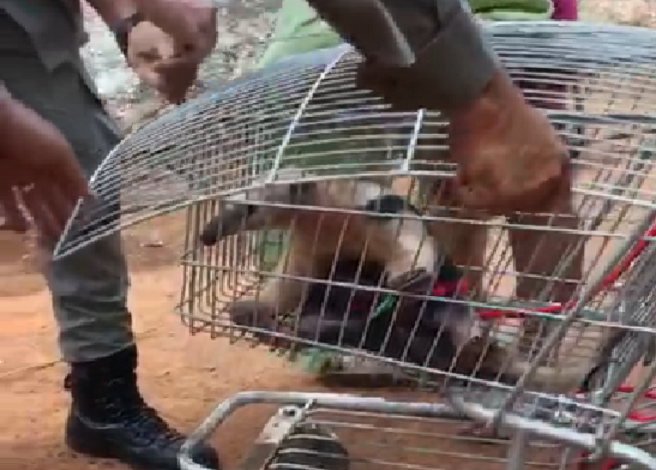 Tamanduá é resgatado de residência em Jussara; vídeo