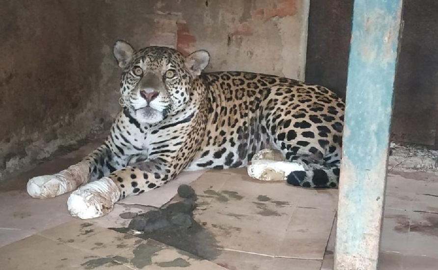 Mais uma onça vítima das queimadas no Pantanal passará por tratamento em Corumbá de Goiás