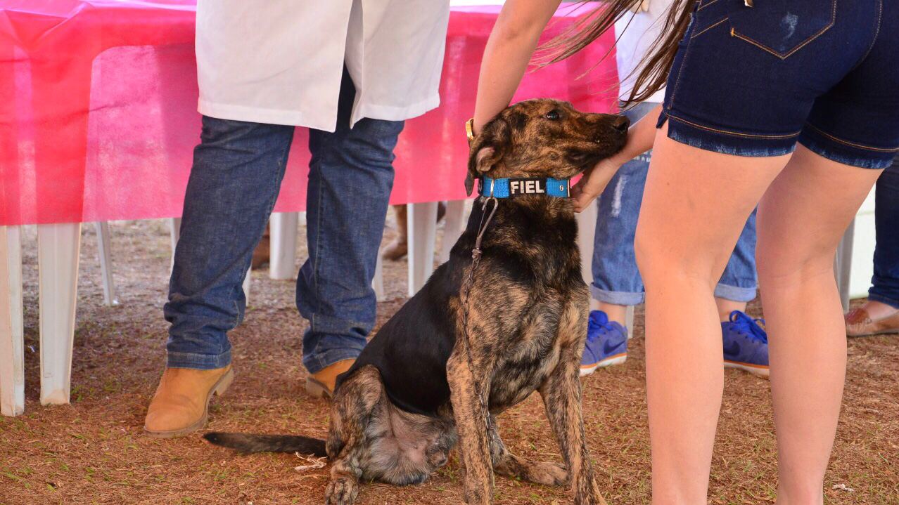 Campanha Antirrábica em Aparecida de Goiânia (Foto: Prefeitura de Aparecida de Goiânia/Divulgação)