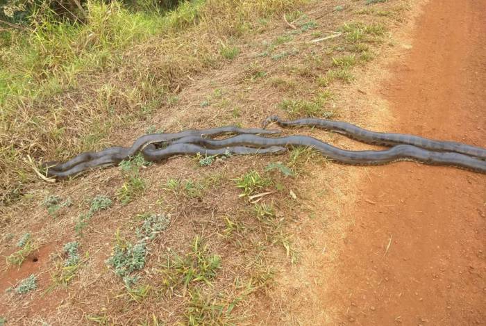 Estudante filme sucuri fêmea sendo perseguida por cinco machos