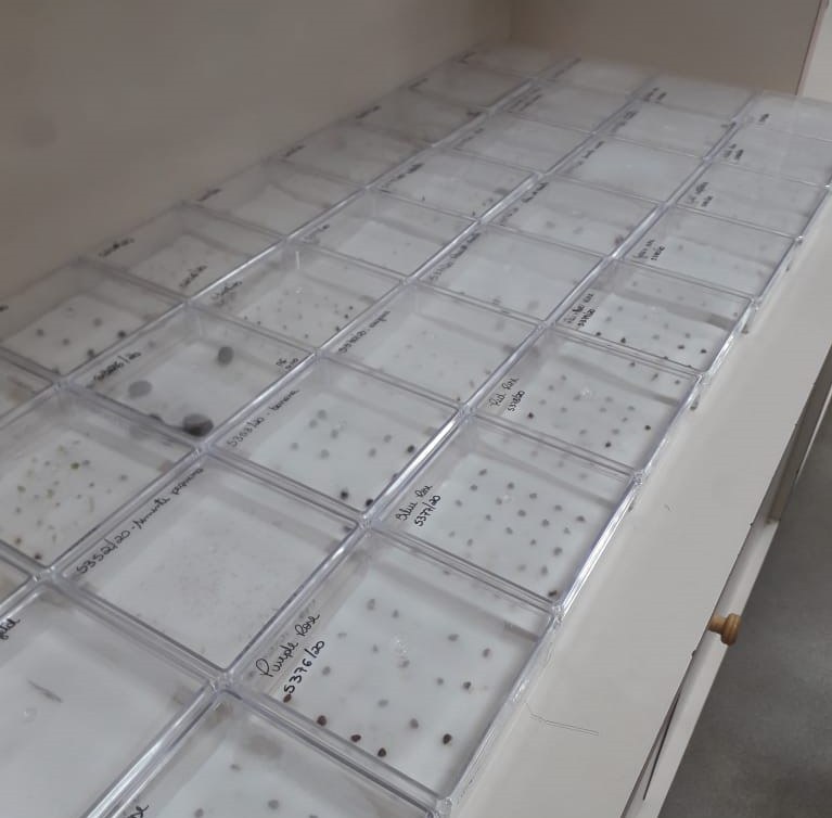 Pacotes com sementes misteriosas enviadas de países asiáticos passam por análise no Laboratório Federal de Defesa Agropecuária (LFDA) em Goiânia. (Foto: divulgação/Ministério da Agricultura)