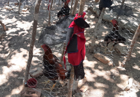 Galos que participavam da rinha em Jussara (Foto: Polícia Militar)