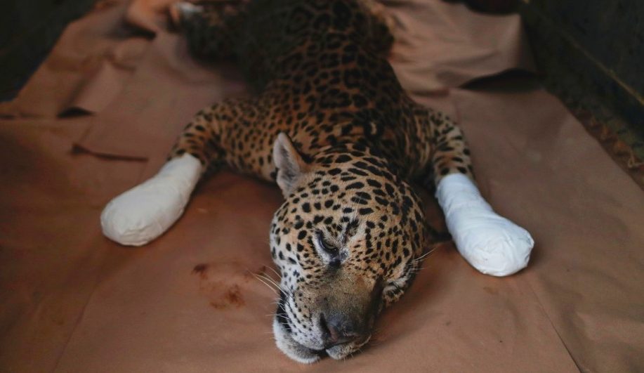 ozônio onça ousado pantanal animal Onça resgatada no Pantanal e tratada em Goiás é levada de volta à natureza