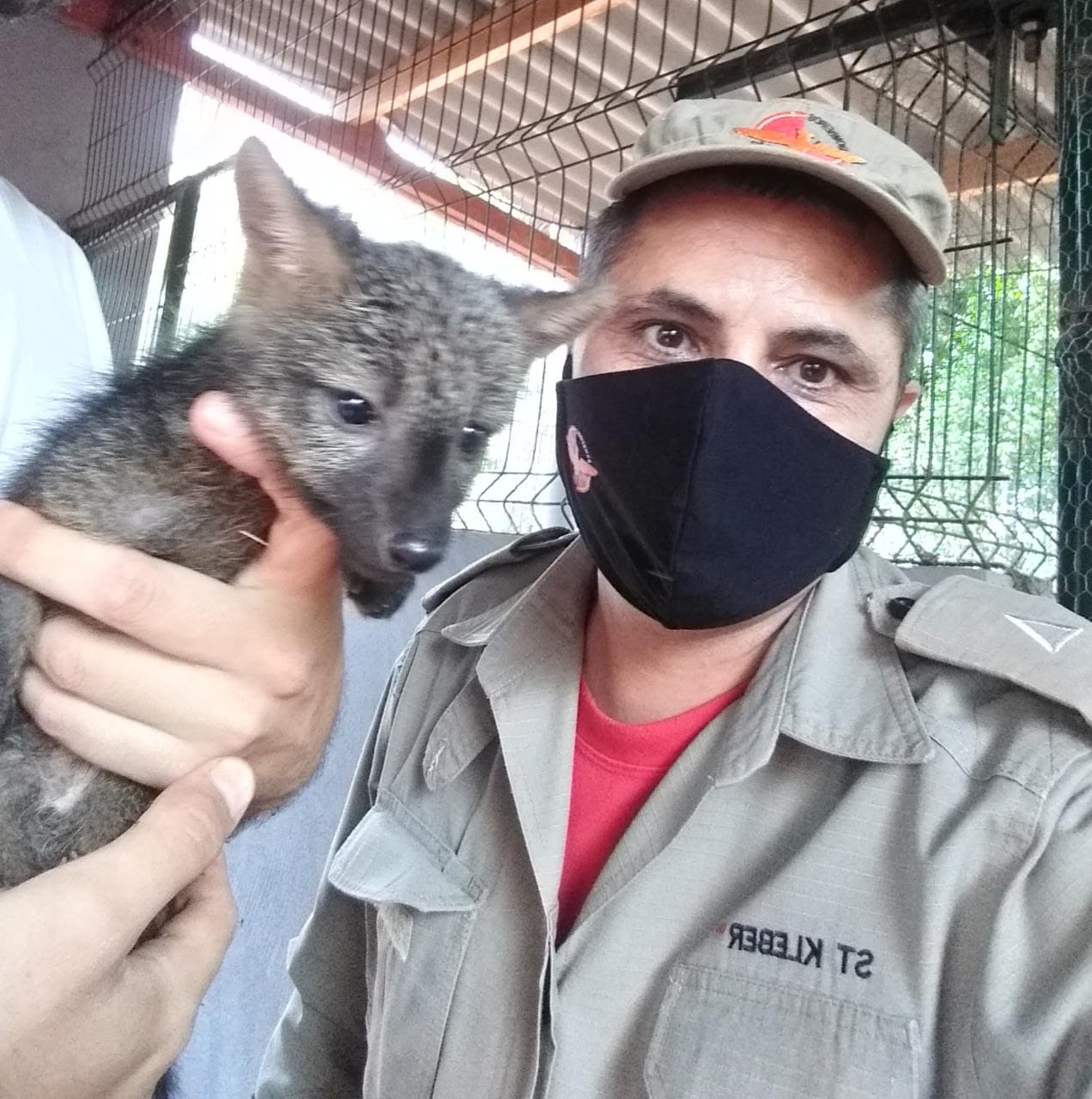 Bombeiros resgatam filhote de raposa e ave ferida em Jataí