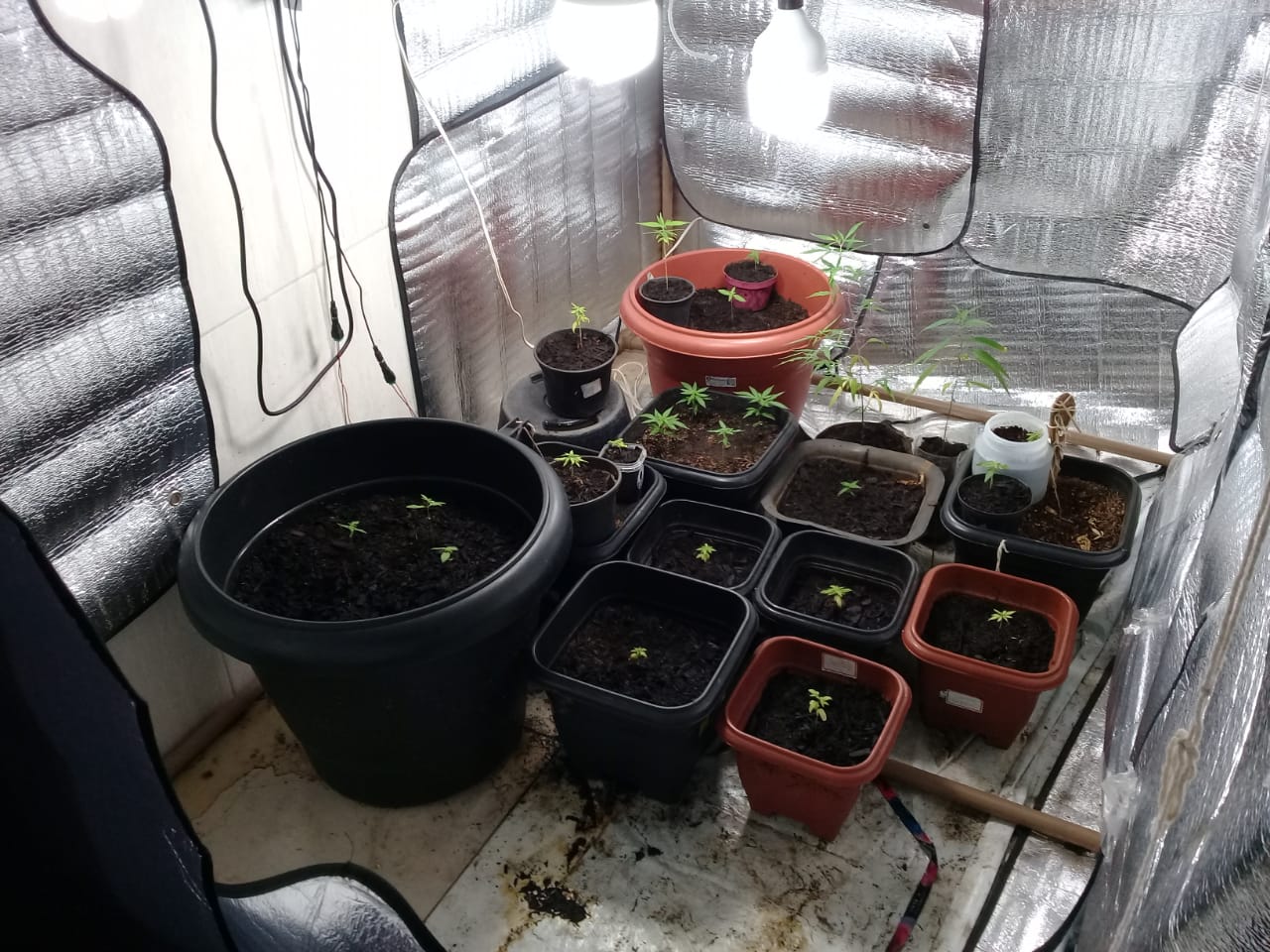 Polícia apreende mais de 20 pés de maconha na Vila Brasília; vídeo