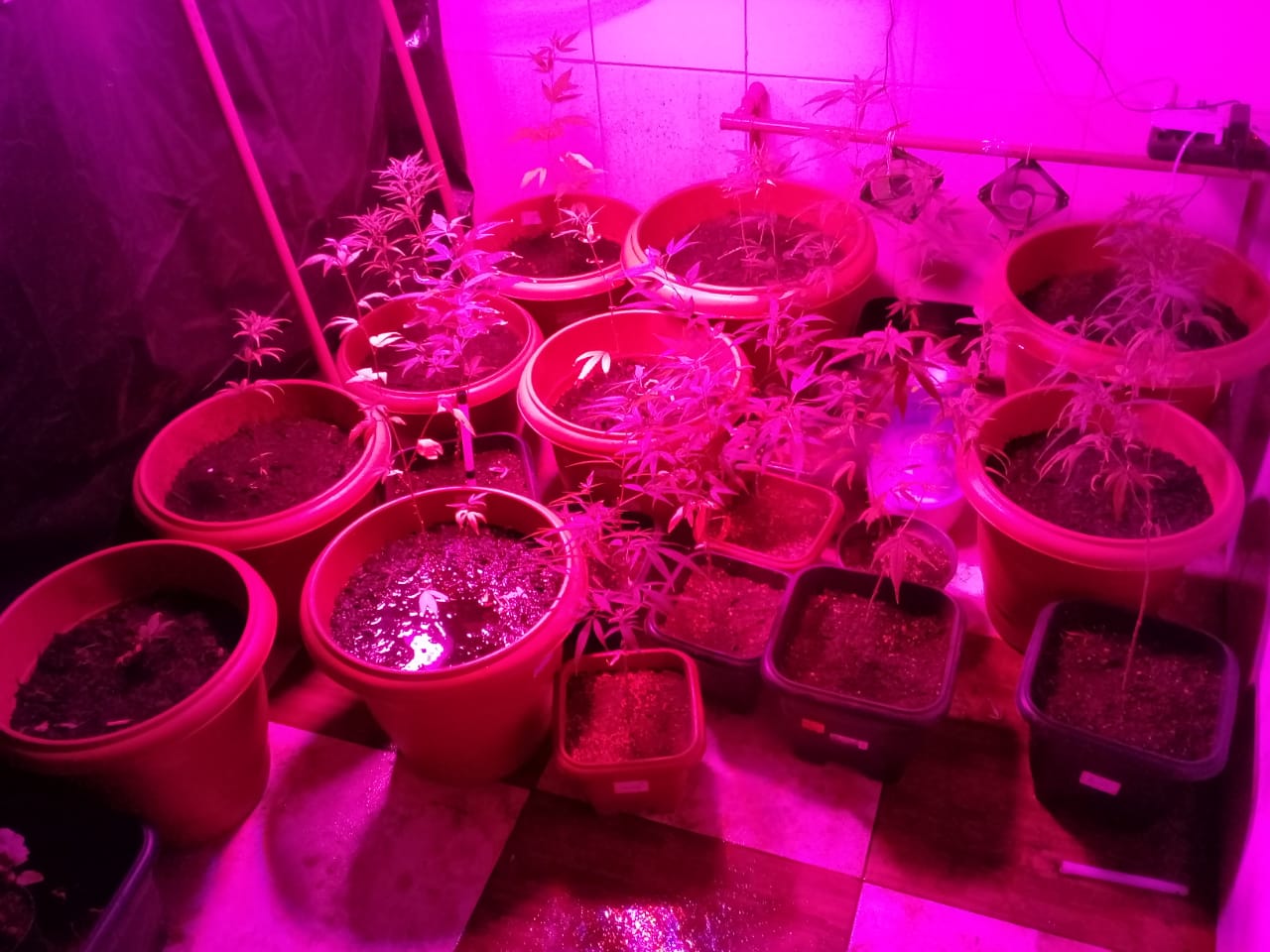 Polícia apreende mais de 20 pés de maconha na Vila Brasília; vídeo