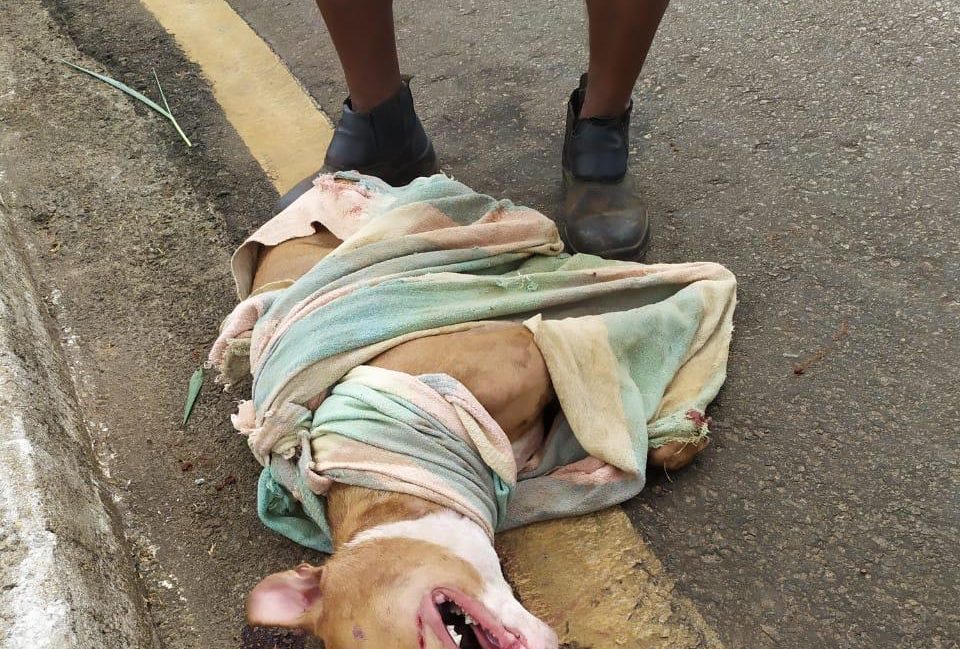 Homem amarra cachorro em motocicleta e o arrasta pela rua, em Inhumas